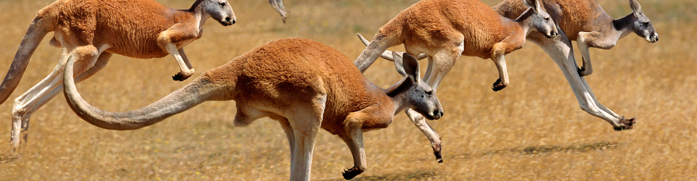 Baker's Gas Kangaroos hopping in a field